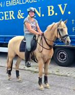 ## super leuke 3 jr palomino merrie met kwpn papier ##, Dieren en Toebehoren, Paarden, Merrie, Recreatiepaard, 3 tot 6 jaar