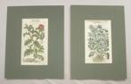 2 botanische prenten John Gerarde uit The Herbal - 1633, Ophalen of Verzenden
