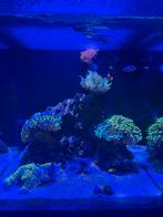 Blue Marine 60 zeewater aquarium (zonder levende haven), Dieren en Toebehoren, Vissen | Aquaria en Toebehoren, Ophalen, Gevuld zeewateraquarium