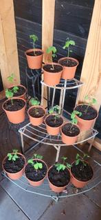 Ginkgo Biloba, Tuin en Terras, Ophalen, Bloeit niet, Overige soorten