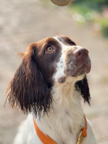 Engels springer spaniel teef met FCI stamboom beschikbaar voor biedingen