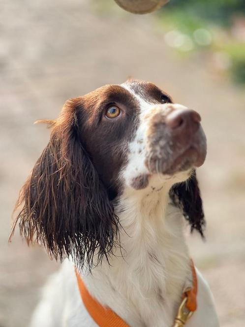 Engels springer spaniel teef met FCI stamboom, Dieren en Toebehoren, Honden | Retrievers, Spaniëls en Waterhonden, Teef, Spaniël