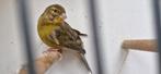 2 kanaries man 10 euro, Dieren en Toebehoren, Vogels | Overige Vogels, Mannelijk