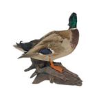 Opgezette wilde eend te koop!, Verzamelen, Dierenverzamelingen, Ophalen of Verzenden, Nieuw, Vogel, Opgezet dier