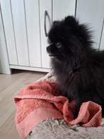 Pomeranian dekreu met stamboom, Dieren en Toebehoren, Honden | Dekreuen, Fokker | Hobbymatig, Reu, Rabiës (hondsdolheid), Buitenland