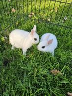 Kleurdwerg hottot konijntjes, Dieren en Toebehoren, Konijnen, Meerdere dieren, Dwerg