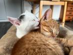 Twee lieve kittens (katers) zoeken goed thuis, Dieren en Toebehoren, Katten en Kittens | Overige Katten, Kater, Kortharig, 0 tot 2 jaar