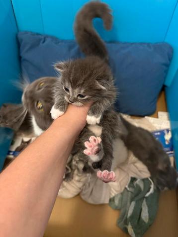 Britse korthaar kittens beschikbaar voor biedingen