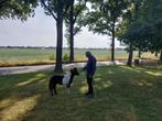 Prachtig zwartbont mini paardje, Dieren en Toebehoren, Pony's, Niet van toepassing, 0 tot 2 jaar, Hengst, A pony (tot 1.17m)