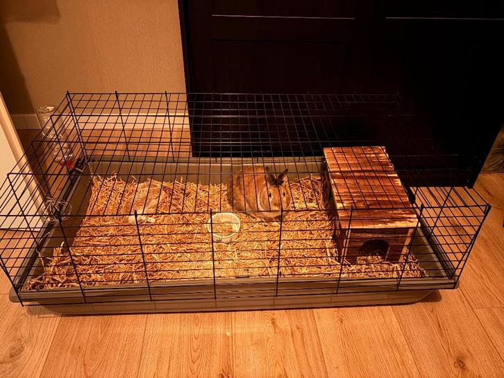 Lief konijn van bijna 2 jaar oud + kooi en toebehoren, Dieren en Toebehoren, Konijnen, Middelgroot, Mannelijk, 0 tot 2 jaar