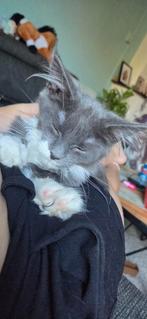 Maine coon poesje, Dieren en Toebehoren, Katten en Kittens | Raskatten | Langhaar, Poes, Gechipt