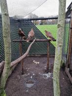 Andescaracara (Phalcoboenus megalopterus), Dieren en Toebehoren, Vogels | Overige Vogels, Meerdere dieren, Roofvogel, Geringd