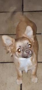 TK prachtige chihuahua langhaar pup teefje, Dieren en Toebehoren, Honden | Chihuahua's en Gezelschapshonden, 15 weken tot 1 jaar