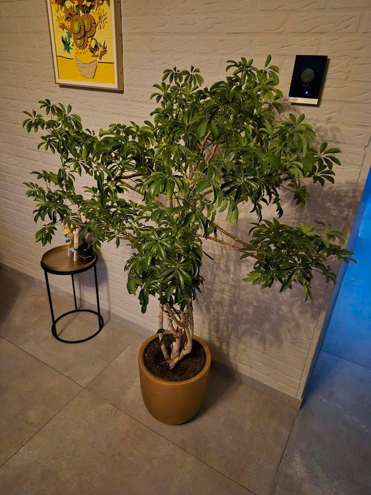 Schefflera 'Luseana' - Vingerplant/Vingersboom, Tuin en Terras, Planten | Tuinplanten, Overige soorten, Volle zon, Ophalen