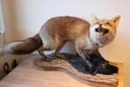 Taxidermie opgezette vos met raaf, Verzamelen, Dierenverzamelingen, Wild dier, Opgezet dier, Ophalen