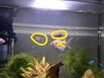 Gratis, Twee visjes voor aquarium, Dieren en Toebehoren, Vissen | Aquaria en Toebehoren, Ophalen