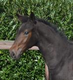 Merrieveulen Succession x High Five US, Dieren en Toebehoren, Merrie, Niet van toepassing, Dressuurpaard, 0 tot 2 jaar