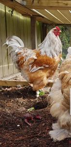 Brahma haan, Dieren en Toebehoren, Pluimvee, Mannelijk, Kip