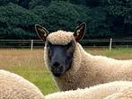 Clun Forest ooi- en ramlammeren, Dieren en Toebehoren, Schapen, Geiten en Varkens, Meerdere dieren, Schaap, 0 tot 2 jaar