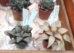 Cactussen en vetplanten: haworthia's en andere succulenten, Huis en Inrichting, Kamerplanten, Ophalen of Verzenden, Overige soorten