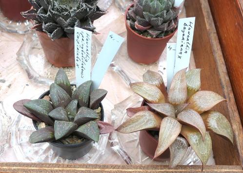 Cactussen en vetplanten: haworthia's en andere succulenten, Huis en Inrichting, Kamerplanten, Overige soorten, Minder dan 100 cm