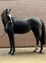 So Perfect merrie uit de moederlijn van KJENTO, Dieren en Toebehoren, Paarden, Merrie, Minder dan 160 cm, Dressuurpaard, 0 tot 2 jaar