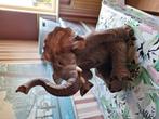 Grote olifant!, Verzamelen, Ophalen, Zo goed als nieuw, Dier