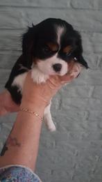 cavalier king charles spaniel pups ras zuiver mogen weg, Dieren en Toebehoren, Honden | Retrievers, Spaniëls en Waterhonden, Overige rassen