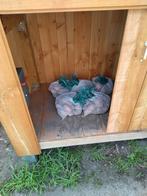 Nieuwe eetaardappelen, Ophalen of Verzenden