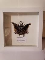 Taxidermy, Verzamelen, Dierenverzamelingen, Ophalen of Verzenden, Nieuw, Insect, Opgezet dier