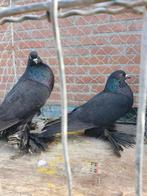 Hollandse kroppers zwart, Dieren en Toebehoren, Vogels | Duiven, Meerdere dieren, Kropper