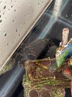 2 waterschildpadden inclusief bijbehorende producten, Dieren en Toebehoren, Reptielen en Amfibieën, Schildpad, 0 tot 2 jaar