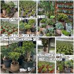 Vetplanten groot klein meer dan 1000 stuks en veel soorten, Huis en Inrichting, Kamerplanten, Ophalen, Vetplant, In pot, 150 tot 200 cm