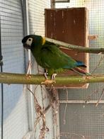 1 koppel geelnek ara 800 DEZE WEEK OPHALEN!!!, Dieren en Toebehoren, Vogels | Parkieten en Papegaaien, Meerdere dieren, Papegaai