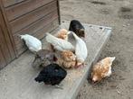 Scharrelkippen, 1,5 jaar oud, Dieren en Toebehoren, Meerdere dieren, Kip