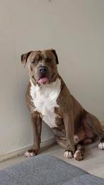 Bul mastiff 1 jaar oud, 1 tot 2 jaar, Eén hond, Nederland, Particulier