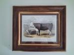 Vintage Dierenprint. Hereford Rund, Ophalen of Verzenden, Minder dan 50 cm, Schilderij, Minder dan 50 cm