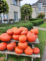Biologische Pompoenen - Vers van het Land!, Tuin en Terras, Ophalen, Eenjarig, Groenteplanten, Volle zon