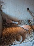 Koppel pheo tortelduiven, Dieren en Toebehoren, Vogels | Duiven, Meerdere dieren, Overige soorten