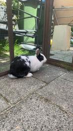 Vrouwtje konijn, Dieren en Toebehoren, Februari, Vrouwelijk, Overige typen
