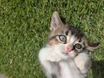 Laatste kitten beschikbaar!, Dieren en Toebehoren, Katten en Kittens | Overige Katten, Kater, Kortharig, 0 tot 2 jaar