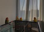 ️ 4 agapornissen (dwergpapegaaien) zoeken samen een liefde, Dieren en Toebehoren, Vogels | Parkieten en Papegaaien, Meerdere dieren