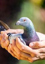 Zaterdag hulp dierverzorging gezocht in Brummen!, Verzorging of Verzorgpony's