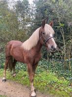 super lieve en sociale Schwarzwälder Fuchs ruin, Dieren en Toebehoren, Paarden, Minder dan 160 cm, Ruin, 0 tot 2 jaar, Recreatiepaard
