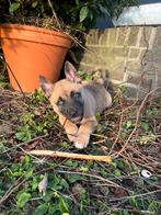 6 leuke Herder x Husky pups klaar voor een nieuw thuis, Dieren en Toebehoren, Honden | Herdershonden en Veedrijvers, 8 tot 15 weken