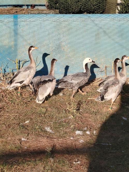 Strepkoopganzen, Kaizerganz, Dieren en Toebehoren, Pluimvee, Eend, Meerdere dieren