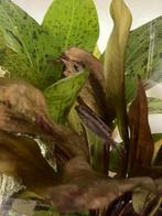 Kersenbuik man en vrouw, Dieren en Toebehoren, Vis