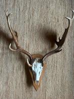 Herten gewei, Huis en Inrichting, Ophalen