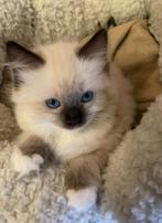 Raszuivere ragdoll seal point, Poes, Gechipt, 0 tot 2 jaar