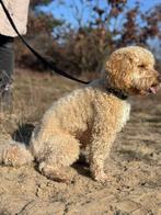 Dekreu Labradoodle mini, Rabiës (hondsdolheid), Reu, Eén hond, 3 tot 5 jaar